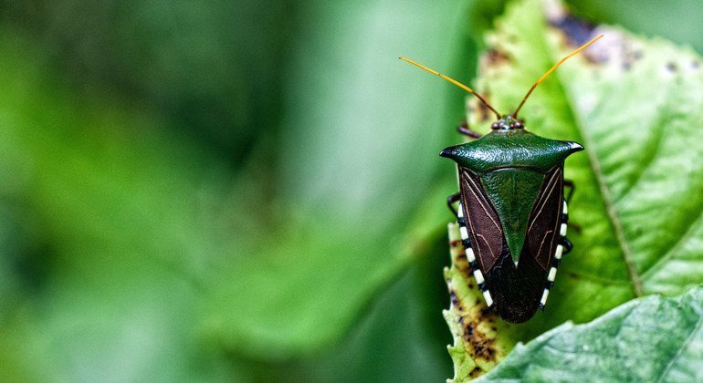 L'engagement de plus de 100 pays envers la biodiversité crée l'espoir de « vivre en harmonie avec la nature »